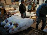 Picture from Tokyo's Tsukiji Wholesale (Fish) Market - click for a blowup and maybe some useful information.